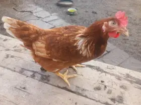 Mladé slepice 5 měsíců a 14 dnů