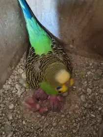 Andulka vlnkovaná čista přírodní zelená