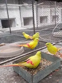 Papoušek horský mutace.