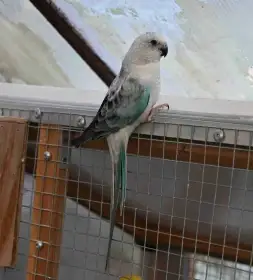 Chovný pár zpěváků