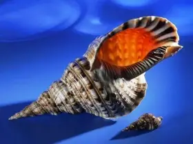 Vzácné i běžné mušle pro sběratele a milovníky moře