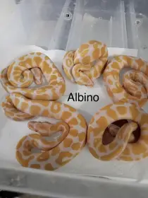 Krajta královská - aktuální nabídka 13.3.