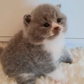 Britský krátkosrstý kocourek Kristián s PP - odběr červen