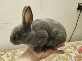 Zakrslý králíček