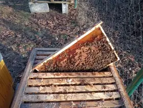 Vyzimovaná včelstva 3924