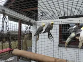 Korela chocholatá strakatá