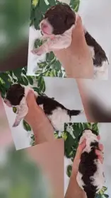 Lagotto romagnolo (Italský vodní pes)