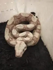 Prodám mládě Hog Island Boa 0.0.X