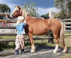 Prodám Welsh moutain pony