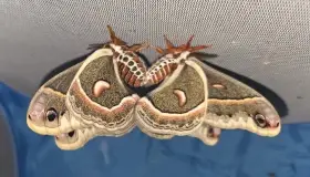 Hyalophora cecropia vajíčka