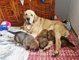 Zadáme štěňata Španělského mastina