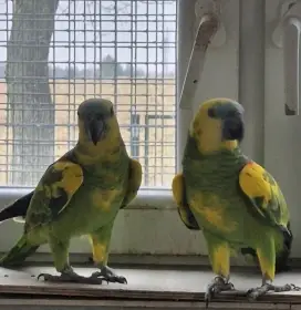 Amazona aestiva xanthopteryx