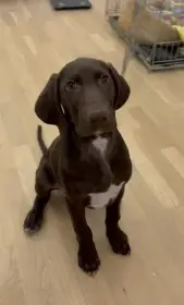 Německý ohař krátkosrstý s PP