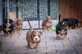 American bully pocket ABKC - luxusní pejskové
