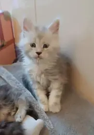 Stříbrný mainský mývalí kocourek s PP