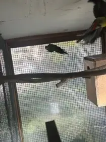 Rosela Pestra 1,1 r. 2025