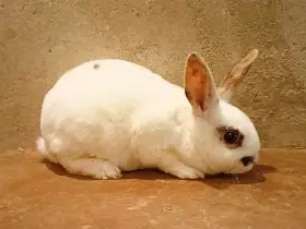 Malý rex - bílá samička z chovu plášťových strakáčů