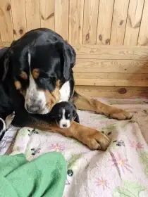 Štěně vsp - pejsek