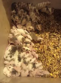 Nabízím větší množství mastomyší – odběr ihned