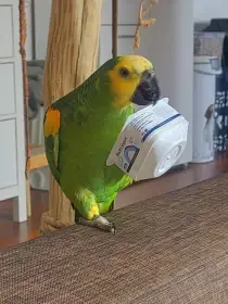 Amazoňan modročelý