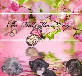 Čivava s PP k rezervaci