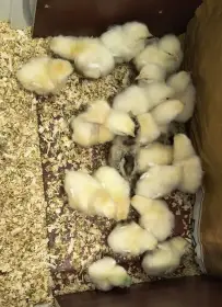 Plymutka bílá kuřata