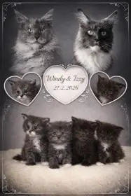 Mainská mývalí s pp