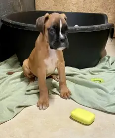Boxer zlatý,chov. stan. Impressia-Box