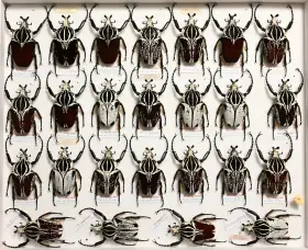 Preparované chrobáky - Goliathus, Cetonidae