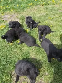 Štěňata celočerna typ NO