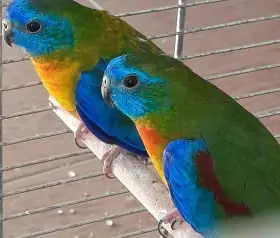 Prodám neofémy tyrkysové červenobřiché