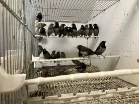 Chůvička japonská