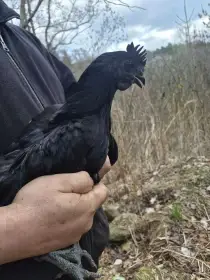 Mladí kohoutci Ayam Cemani