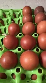 Násadová vejce Maranská