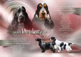 Štěňátko anglického kokršpaněla s PP - fenka