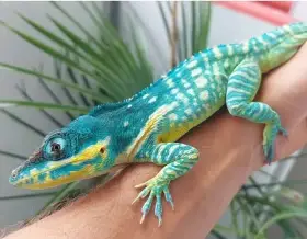 Ostrava 29.3 Anolis potior, baracoae, chamaeleolis, thamnophis