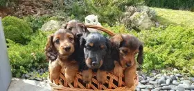 Jezevčík dlouhosrstý trpasličí