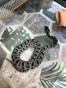 A. Squamigera 1.1, Sistrurus M. Barbouri 1.1