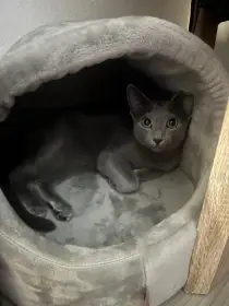 Ruský modrý kocour