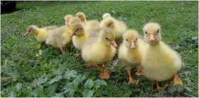 Husí násadová vejce