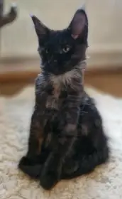 Mainská mývalí kočka s PP