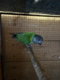 Papoušek Senegalský