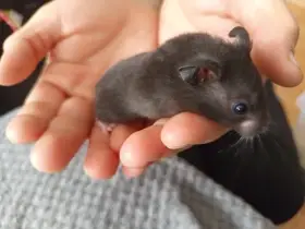 Křeček syrský mláďata