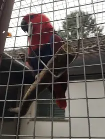 Eklektus polychloros 1.1