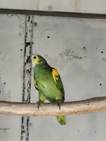 Koupím Amazoňan, Pap. Rudobřičhý