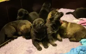 Německý ovčák štěňata s PP 