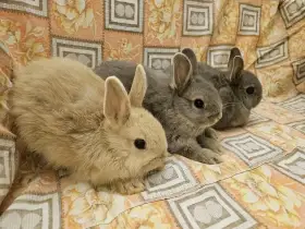 Zakrslý králíček