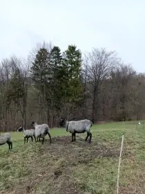 Prodám chovného berana s PP, linie Rauch
