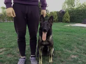 Německý ovčák fena na hlídání objektů a nemovitostí