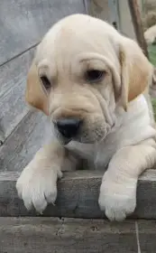 Štěně-pes většího vzrůstu